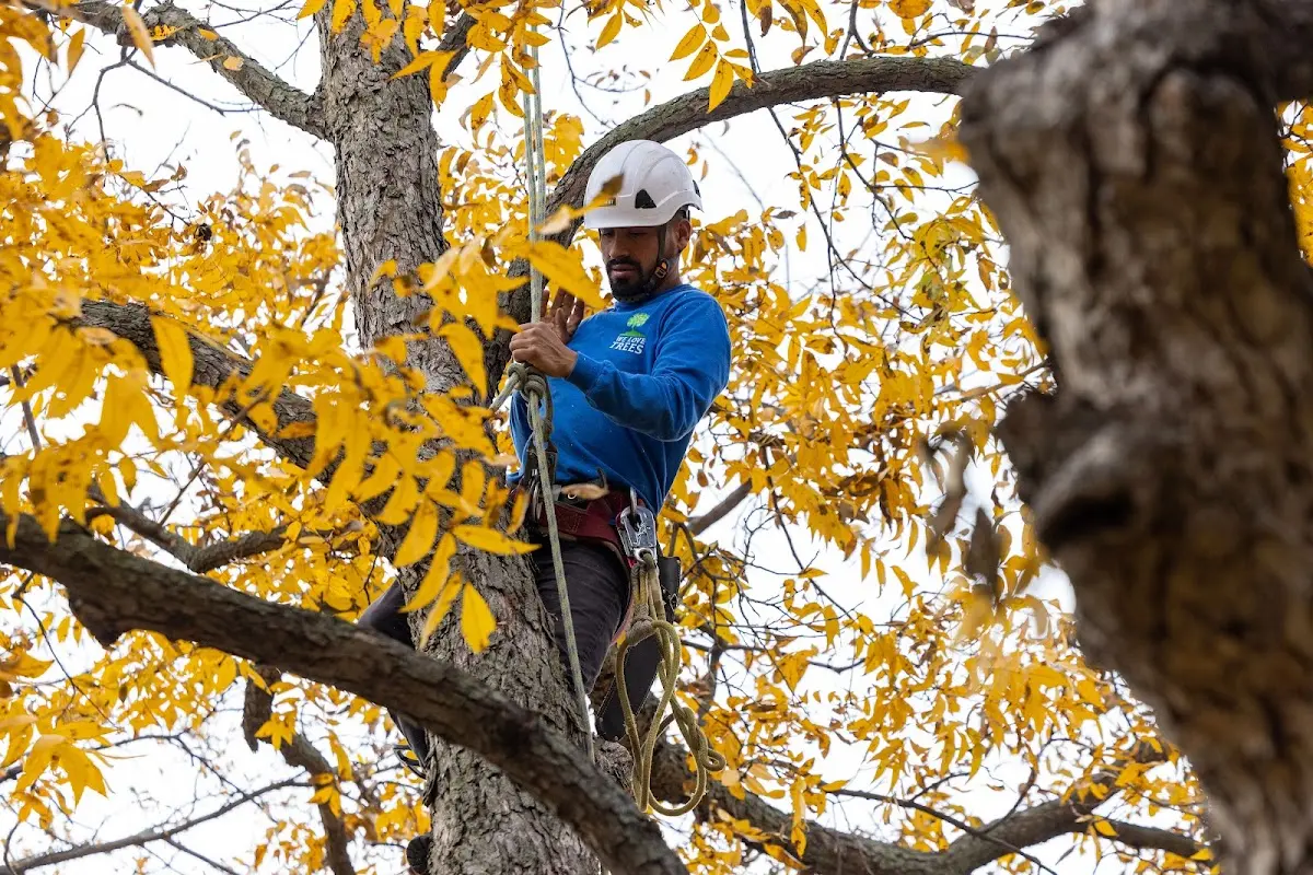 Skilled Tree Pruning crew working in Greeleyville